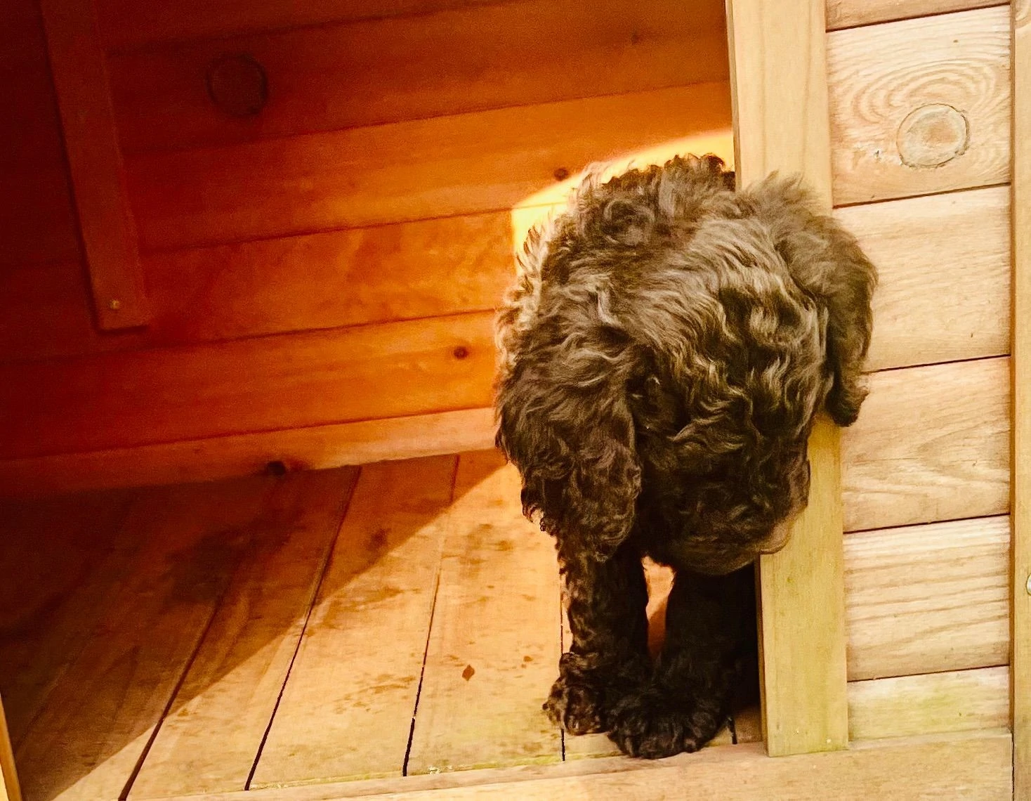 To Do List for your Barbet Puppy